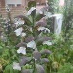 Acanthus mollisBlodyn