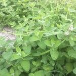 Mentha × villosa Συνήθη χαρακτηριστικά