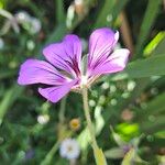 Geranium palustre Квітка