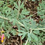 Capnoides sempervirens Hoja