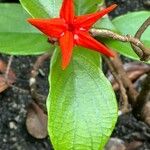 Sterculia lanceolata Çiçek