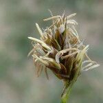 Carex stenophylla Kwiat