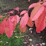 Oxydendrum arboreum Frunză