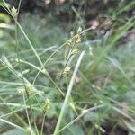 Carex remota Květ