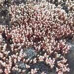 Sedum andegavense 形態