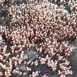 Sedum andegavense Облик