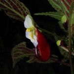 Impatiens niamniamensis Flower