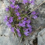 Erinus alpinus Hábito