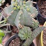 Euphorbia meloformisBlad