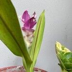 Curcuma zedoariaKvet