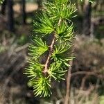 Larix decidua পাতা