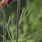 Castilleja coccinea Fruit