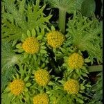 Sanicula arctopoides Flower