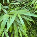 Phyllostachys aureosulcata List