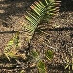 Arenga micrantha Hoja