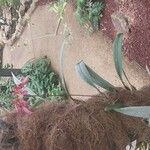 Bulbophyllum longiflorum عادت