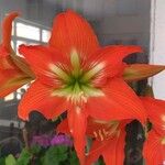 Hippeastrum puniceum Květ