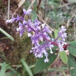 Plectranthus vestitus