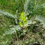 Astragalus exscapus Habit