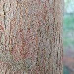 Corymbia ficifolia چھال