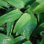 Ctenanthe compressa Hoja
