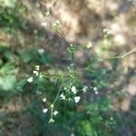 Sison amomum Çiçek