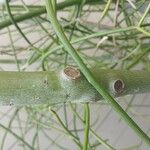 Euphorbia tirucalli Écorce