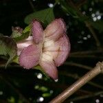 Drymonia serrulata Λουλούδι