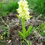 Dactylorhiza sambucina Хабит