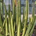 Euphorbia canariensis Plante entière