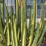 Euphorbia canariensis Хабит