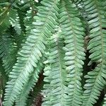 Sticherus squamulosus Hoja
