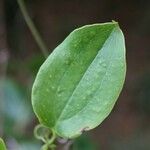 Smilax anceps Lehti