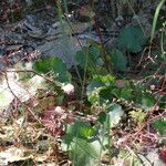 Heuchera rubescens Celota