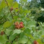 Rhus aromatica Плод