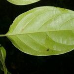 Tetrapterys tinifolia Foglia