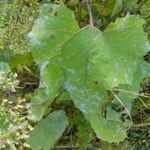 Xanthium strumarium Leaf