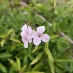 Cardamine bulbiferaBlüte