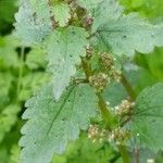 Urtica chamaedryoides موطن