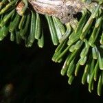 Abies fraseri Rusk