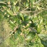 Quercus agrifolia Hoja