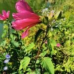 Hibiscus moscheutosFlor