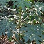 Carica papaya Habitat