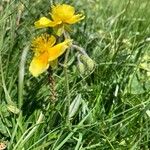 Helianthemum nummularium Habitat