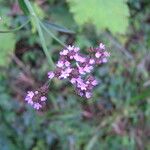 Verbena bonariensis പുഷ്പം