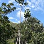 Acropogon paagoumenensis Hábito