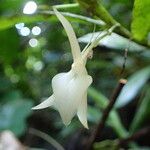 Angraecum angustipetalum Blüte