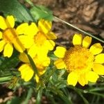 Glebionis segetum Flower