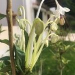 Rotheca incisa Flower