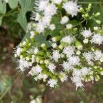 Ageratina paupercula Λουλούδι